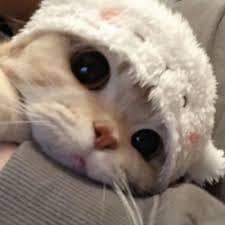 ปุ๊กลุก ฝนทิพย์ avatar